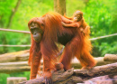 Young Orangutan on his Mother