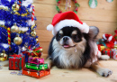 Chihuahua dans un costume de Noël
