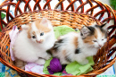 Des chatons de couleur dans un panier