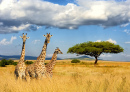 Girafes dans le Parc National du Kenya
