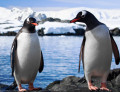 Pingouins en Antarctique