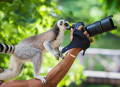 Un lémurien photographe