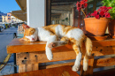 Un chat roux dormant sur un banc