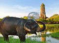 Un éléphant prenant son bain à Ayutthaya, Thaïlande