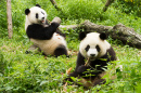 Des Pandas en train de manger