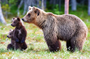 Des petits ourson bruns avec leur mère