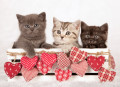Chatons de la Saint-Valentin