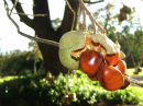 Chappell Hill, TX - Chestnuts bursting through the hull  October 31, 2008