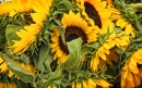 Tournesols