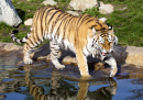 Tigre Amur
