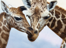 Deux Girafes