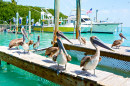 Pélicans bruns à Islamorada, Florida Keys