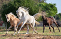 Des chevaux au galop