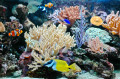 Poissons tropicaux dans un aquarium