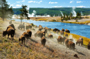 Un troupeau de bisons, Parc National de Yellowstone