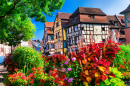 Fleurs à Colmar, France