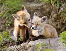 Jeunes renards, Saskatchewan, Canada