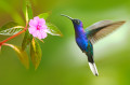 Campyloptère violet et Colibri