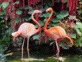 Couple de flamants roses