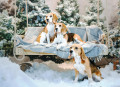 Des Beagle près d'un arbre de Noël