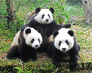 Trois Pandas géants