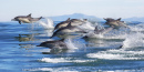 Des dauphins communs à long bec