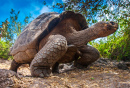 Tortue géante, Iles des Galapagos