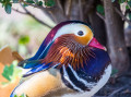 Canard Mandarin