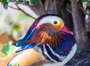 Canard Mandarin