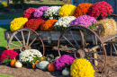 Chrysanthèmes sur un vieux chariot de ferme