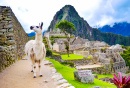 Un lama au Machu Picchu, Pérou