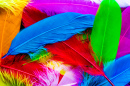 Plumes colorées