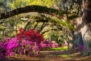 Jardin de printemps à Charleston, Caroline du Sud