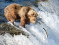 Cascades de Brooks, Parc National de Katmai