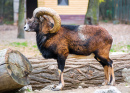 Mouflon mâle