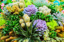 Plantes succulentes