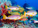 Paysage sous-marin et poissons tropicaux