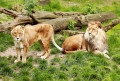 Couple de lions