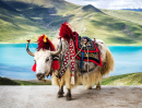 Yak blanc Tibétain coloré