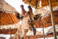 Portrait d'une girafe