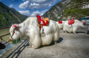 Yaks blancs au Szechuan, Chine
