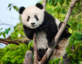 Un jeune Panda