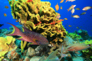 Récifs de coraux tropicaux