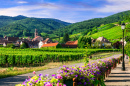 Route des vins, Alsace, France