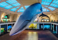 Musée Américain d'histoire naturelle