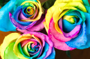 Roses aux couleurs de l'arc-en-ciel