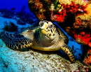 Tortue Hawksbill, Cozumel, Mexique