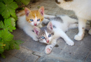 Adorables chatons