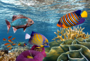 Récifs de corail et poissons tropicaux