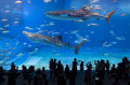 Requins Baleines, Aquarium d'Okinawa